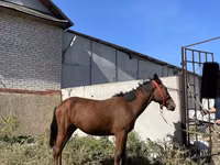 Horse (M), Anglo-Arabian — photo 6