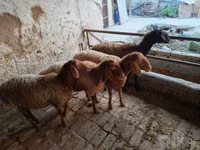 Biri-biri (lot, jantina tidak dinyatakan), Arashan sheep — foto 3