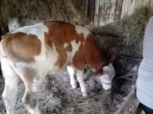 Cow, Simmental cattle — Hungary