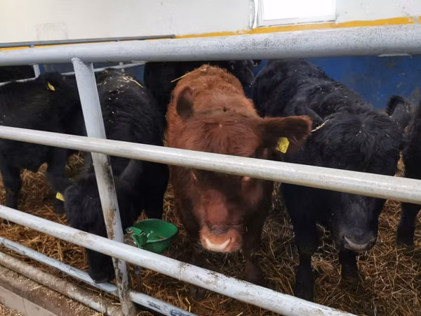 Bika, Aberdeen-Angus