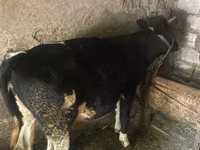 Vache, Bovins — photo 2