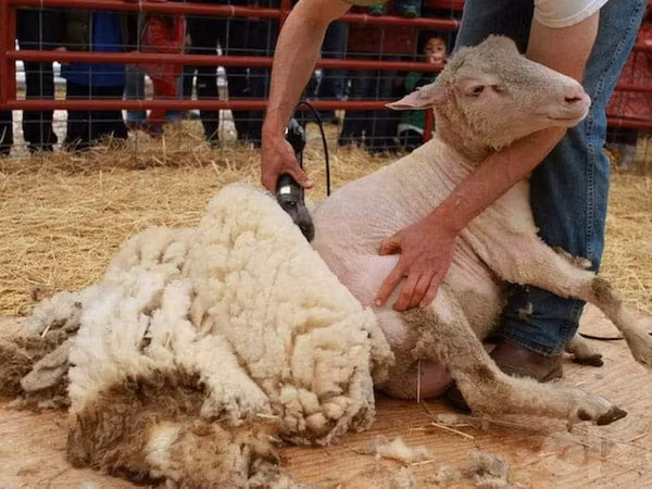 Sheep, Sheep — Uzbekistan