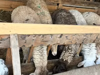 Ovca, Rhon sheep — fotografija 2