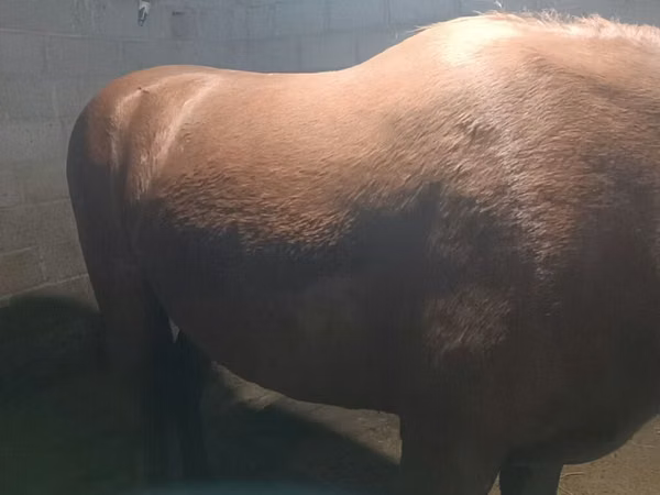 مادیان, Budyonny horse