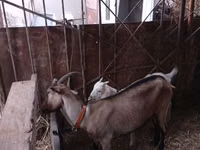 Cabra, Cabras — foto 2