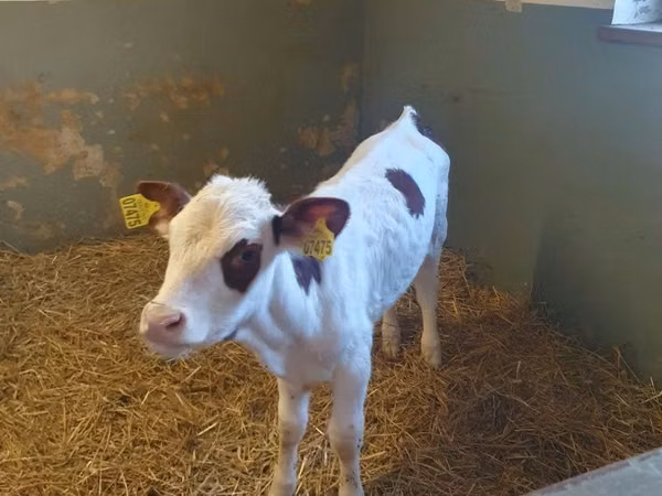 Cow, Simmental cattle — Poland