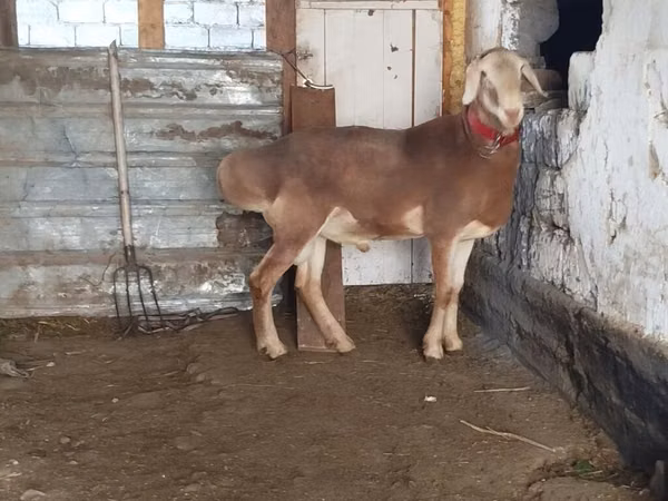 Ram, Rhon sheep