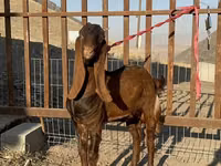 ماعز (دفعة، الجنس غير محدد), Nubian Goat — الصورة 2