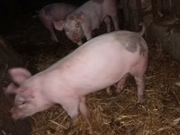 Svinje (partija, pol nije naveden), 