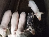 Boar, Pigs — photo 2