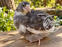 Quails — foto 5
