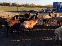 แกะตัวเมีย, Edilbay sheep — รูปภาพ 6