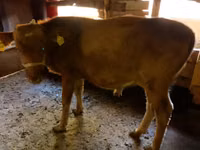 Cattle (batch, sex not specified), Cattle — photo 1