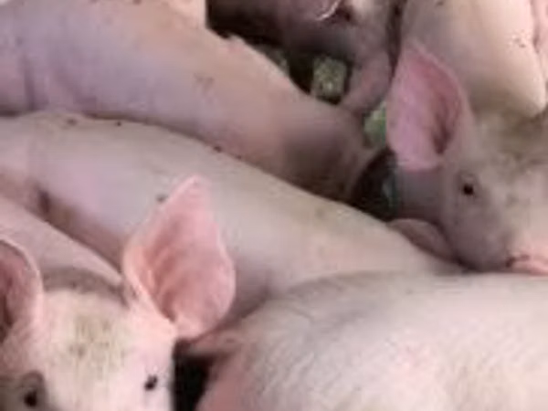 Sow, Pigs