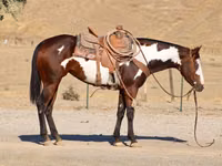 Mare, National Show Horse — photo 6
