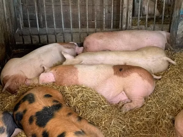 Sow, Pigs