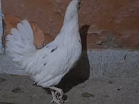 Chickens — լուսանկար 1