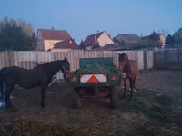 Mare, Horses — photo 1