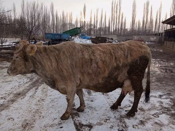 Cow, Alatau breed — Kyrgyzstan