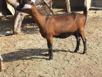 母山羊, Goats — 照片 4
