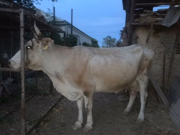 Cow, Cattle — Kyrgyzstan