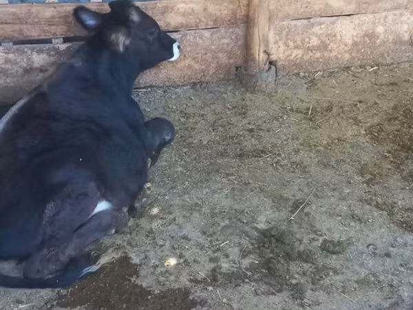 Bull, Swiss cattle — Kyrgyzstan