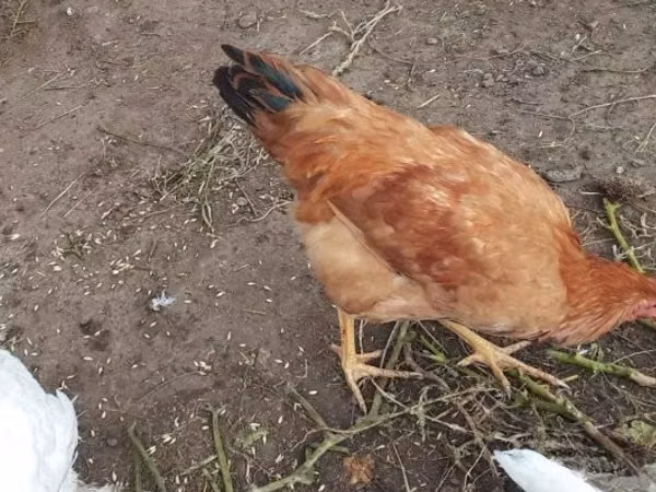 Brahma