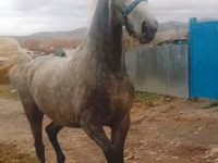 Mare, Orlov Trotter — photo 2