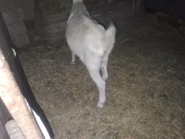 Cabra, Cabras — Uzbequistão