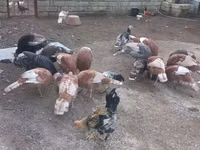 Turkeys — ছবি 8