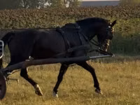 Jument, Dutch warmblood horse — photo 3