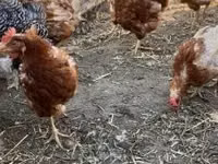 Chickens — foto 2