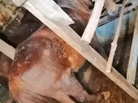 Cavallo, Cavalli — foto 3