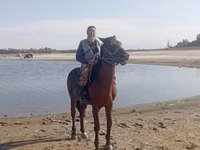 수말, Friesian sport horse — 사진 2
