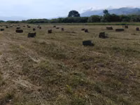 Խոտ երկու հետկար — φωτογραφία 3
