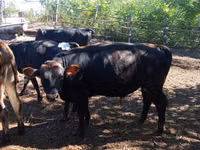 Bull, Cattle — photo 1