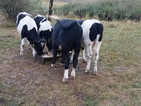 公牛, Holstein breed — 照片 2