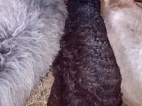 Kambing jantan, Sheep — foto 5