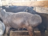 公羊, Sheep — 照片 2