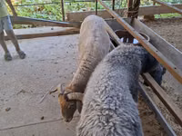 Ram, Sheep — photo 4