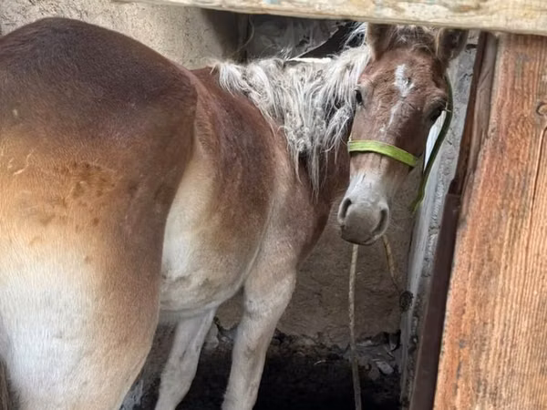 Kuda betina, Horses — Kazakhstan