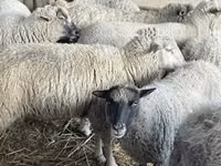 Får (parti, køn ikke angivet), Får — foto 1