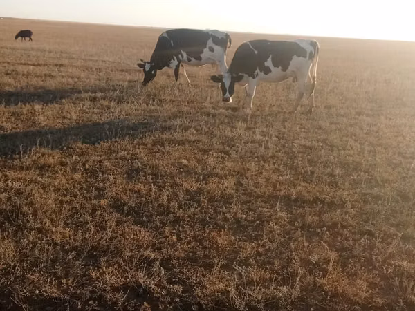 Cow, Holstein breed — Kazakhstan