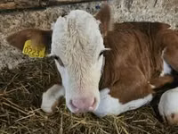 بقرة, Simmental cattle — الصورة 2