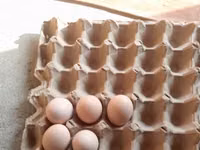 Chickens — sawirka 3