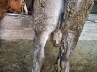 Vache, Bovins — photo 2