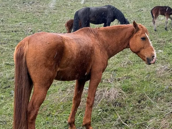 Horse (M), Horses — Kazakhstan