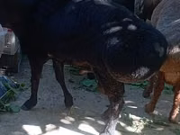 Carnero, Rhon sheep — foto 1