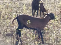 میش, Cameroon sheep — عکس 4