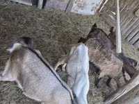 Cabras (lote, sexo não especificado), Cabras — foto 4